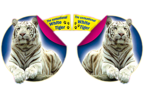 logo-6.png